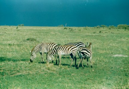 Kenya Safari 1994 (7) photo