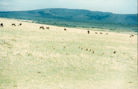 Kenya Safari 1994 (11) photo