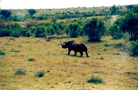 Kenya Safari 1994 (21) photo