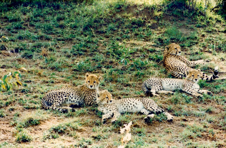 Kenya Safari 1994 (8)