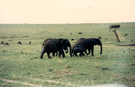 Kenya Safari 1994 (6) photo