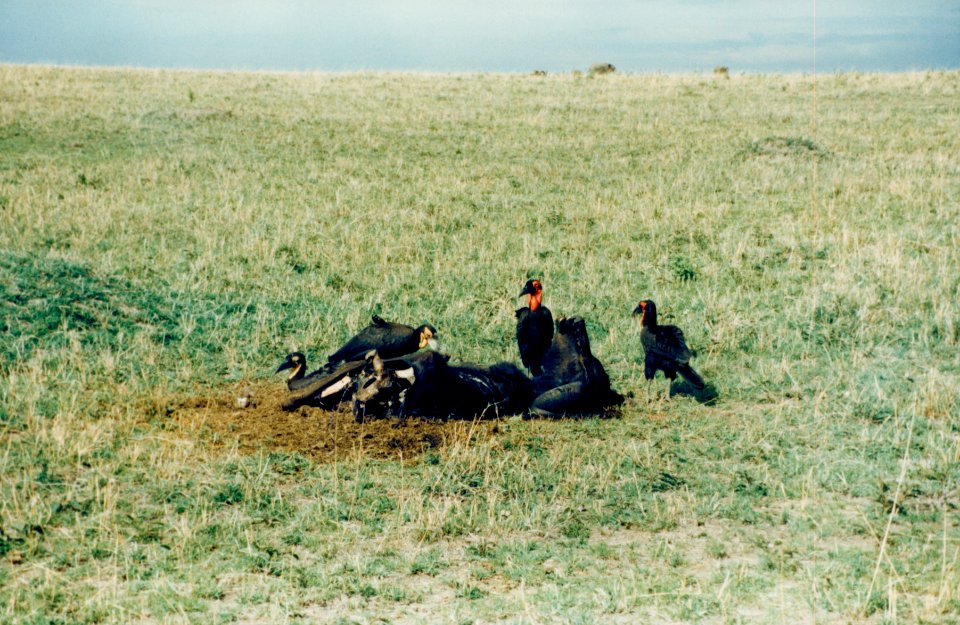 Kenya Safari 1994 (27)