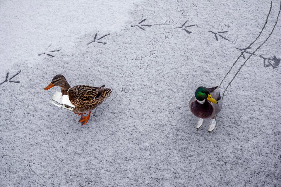 Water bird frozen snow