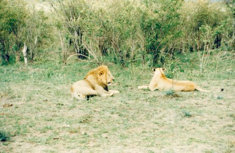 Kenya Safari 1994 (9) photo