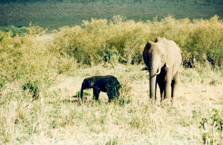 Kenya Safari 1994 (26) photo
