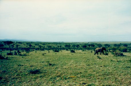 Kenya Safari 1994 (25) photo
