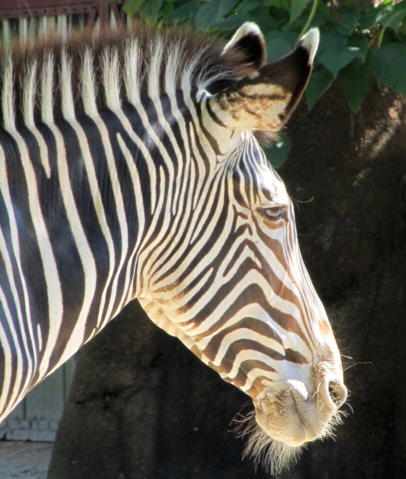 Mammal stripes wild