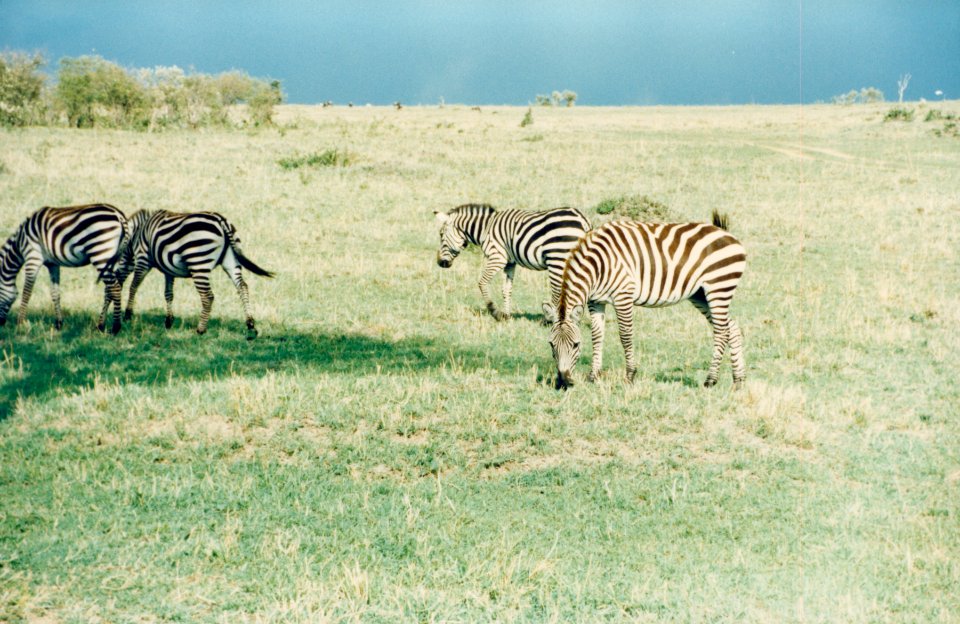 Kenya Safari 1994 (13)