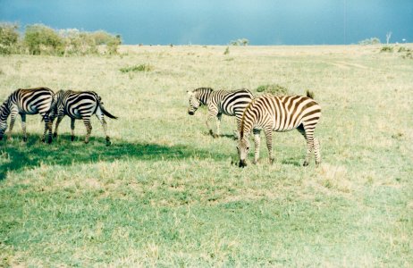 Kenya Safari 1994 (13) photo