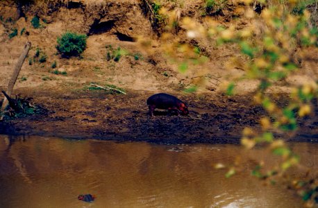 Kenya Safari 1994 (12) photo