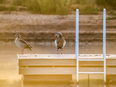 Water bird nature animal