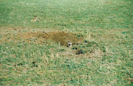 Kenya Safari 1994 (22)