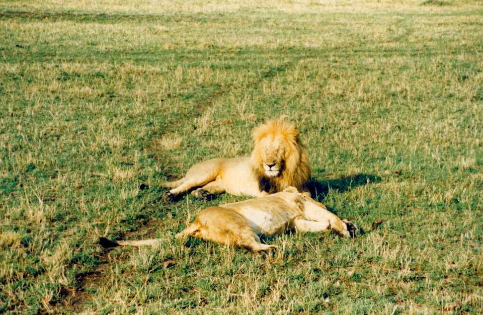 Kenya Safari 1994 (16)