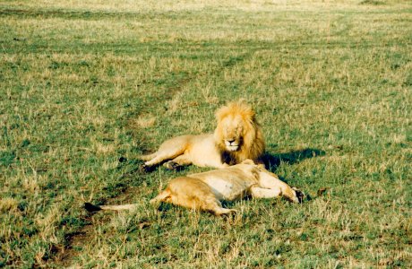 Kenya Safari 1994 (16) photo