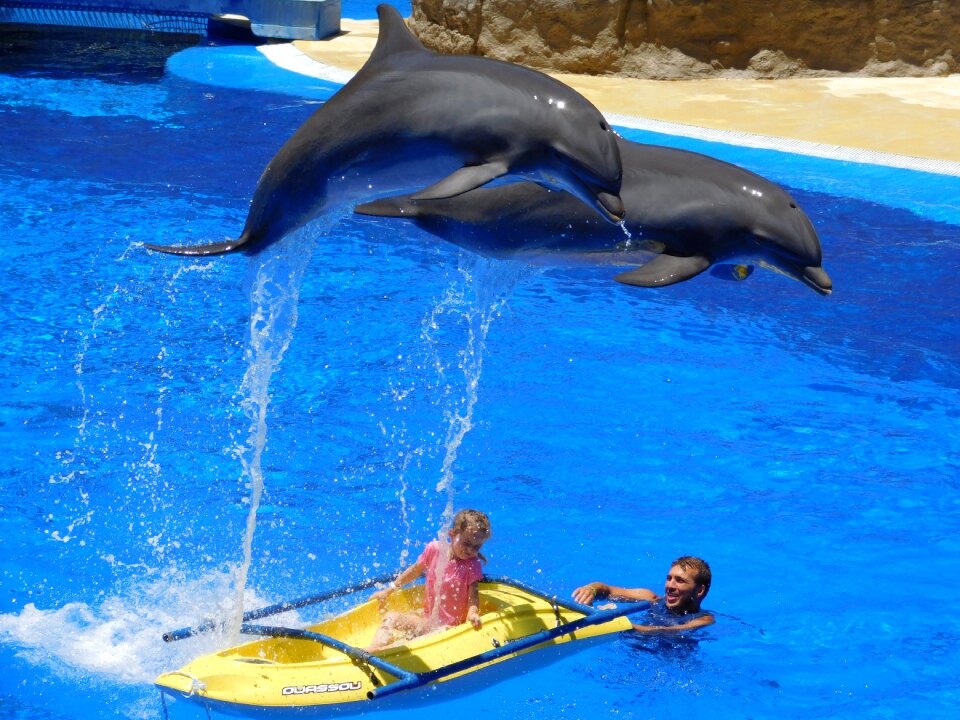 Water park stunts show