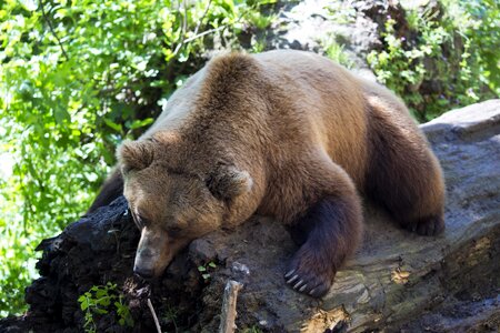 Afternoon nap sleeping on a log mammal