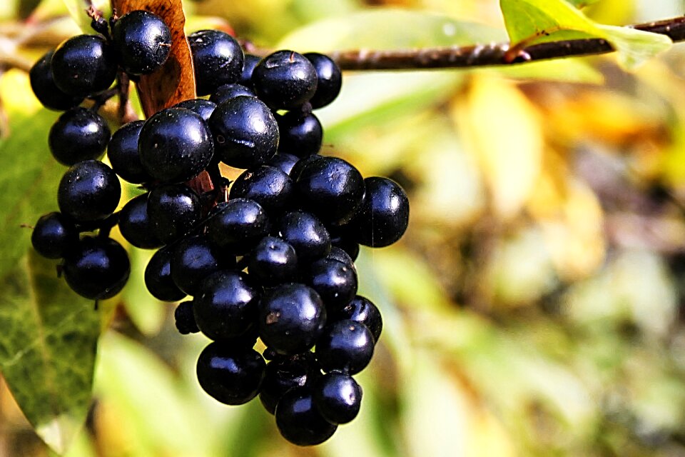 Black berries bush nature