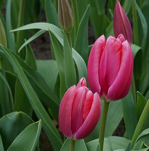 Holland spring nature