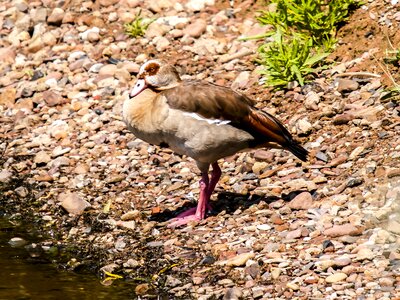 Water bird nature animal