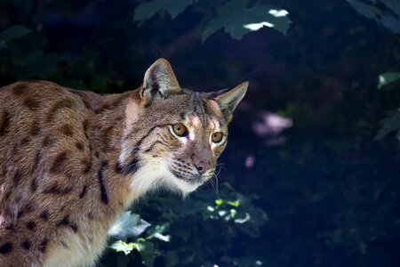 Wildcat predator carnivore photo