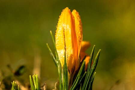 Dewdrop morgentau wet