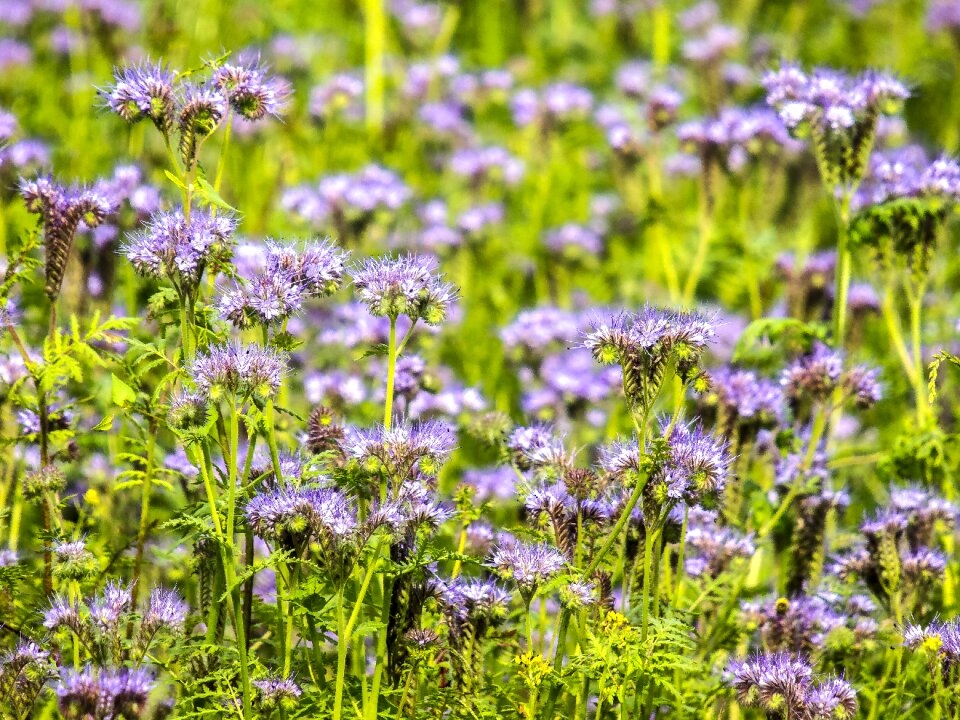 Blossom bloom plant
