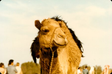 Kuwait 1982-0060
