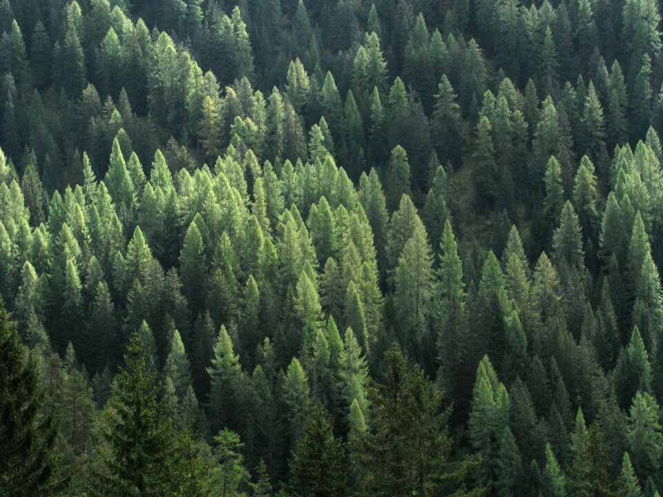 Evergreen mountain forests nature