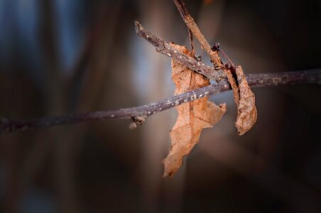 Arid true leaves branch