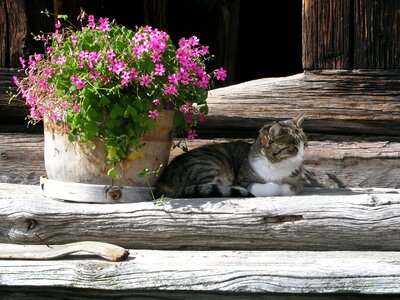 Cat concerns pet