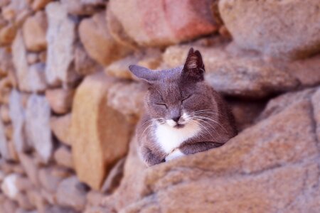 Adorable stonewall in mykonos furry photo