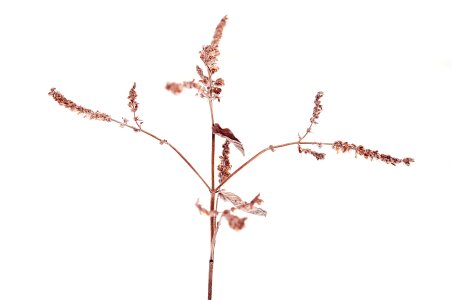 Seeds winter nature