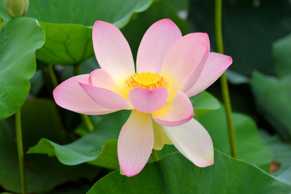 Aquatic plant blossom bloom