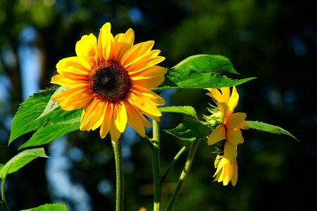 Yellow nature blossom