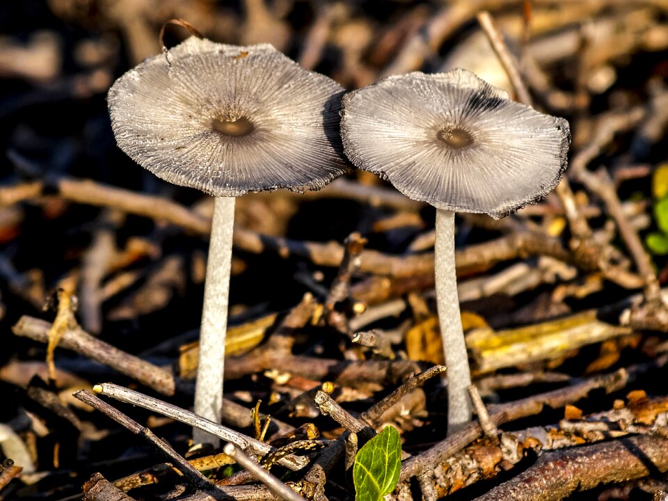 Forest autumn nature