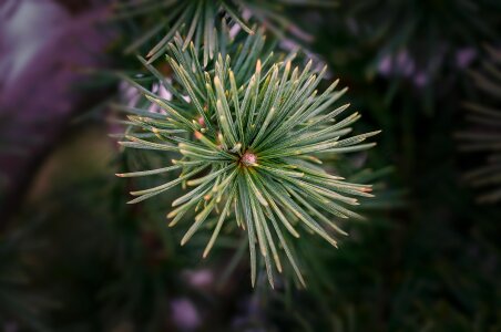 Plant nature conifer