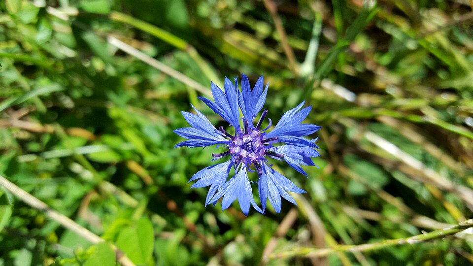 Centaurea cyanus blue flower wild flowers photo