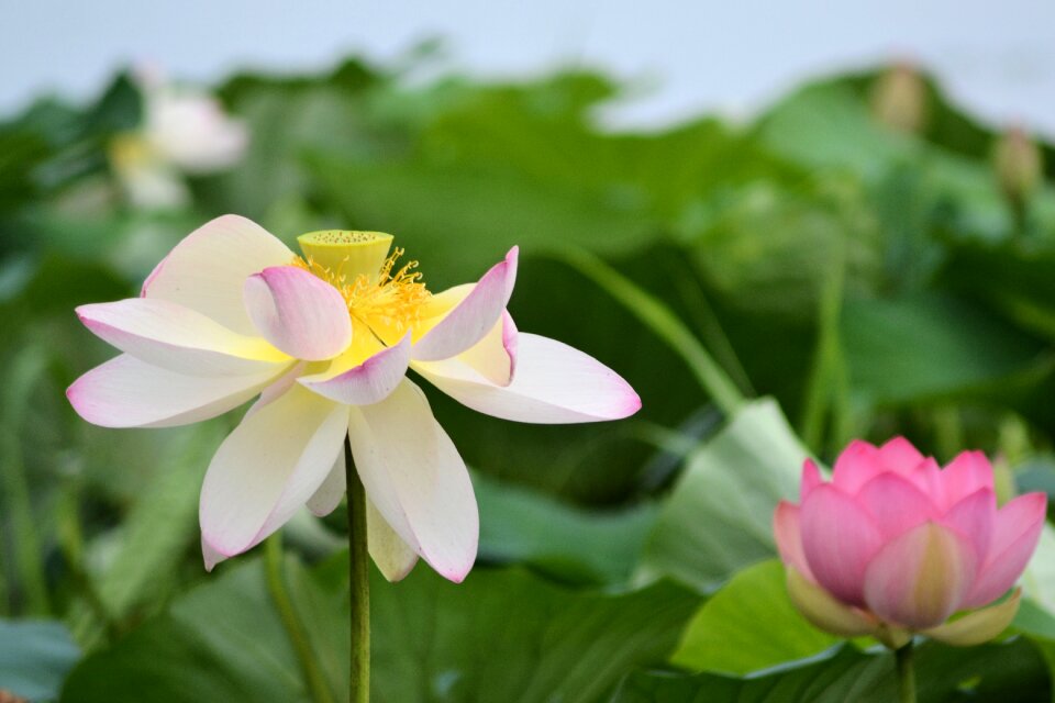 Bloom flowers white