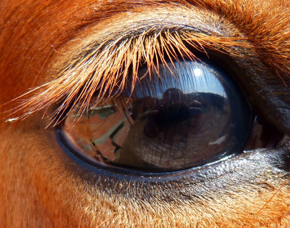 Horse mare reflection