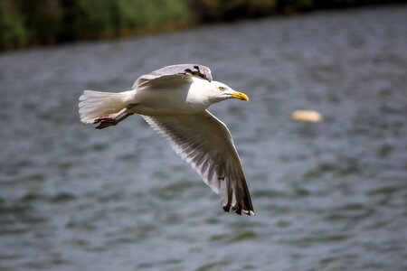 Feathers flying gull photo