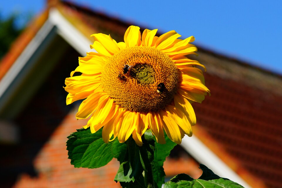 Sunflower plant nature