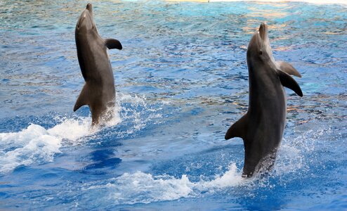 Dolphins acrobatics marineland