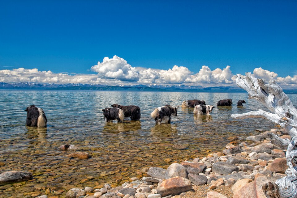 Yak grazing in the northern part of mongolia