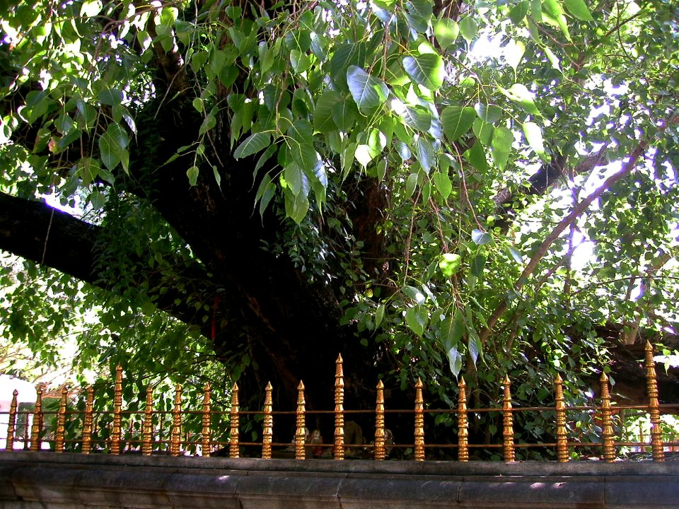 Mahiyangana Temple 01/04