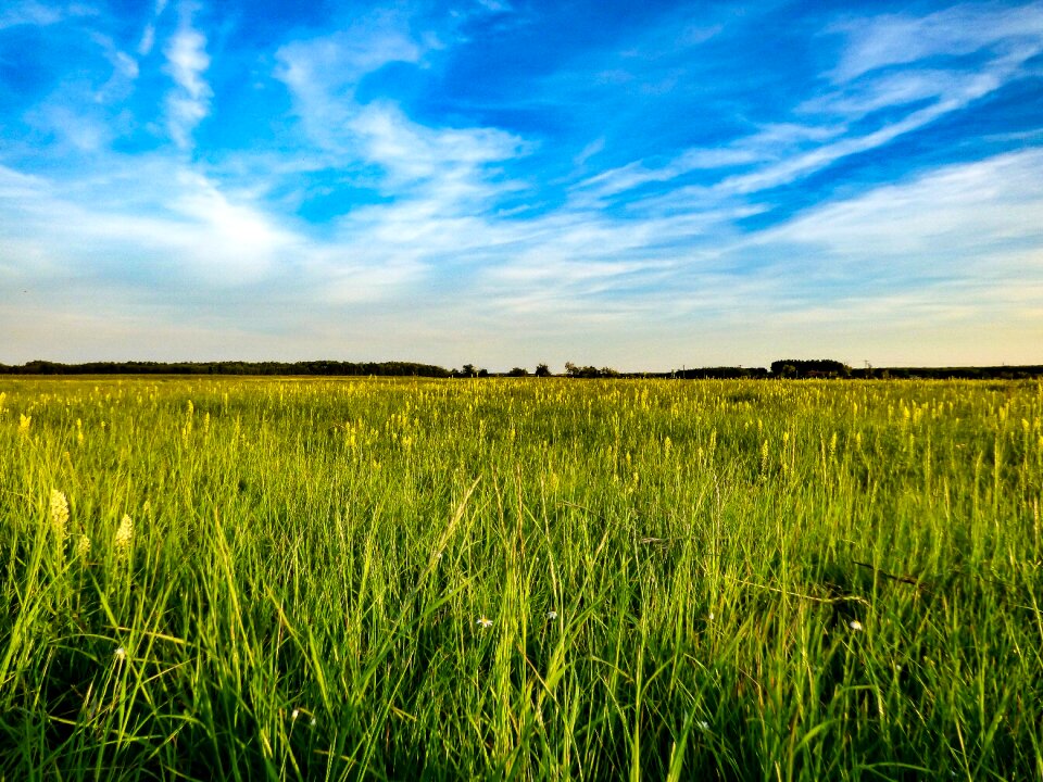 Nature grass sunlight