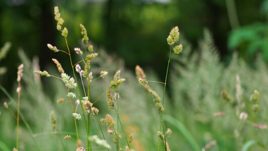 Field straw countryside