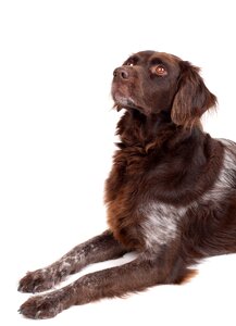 White background small münsterländer brown photo