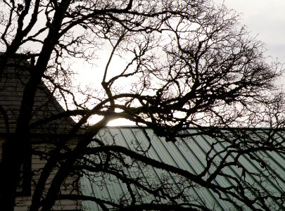 Naked Branches