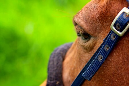 Livestock bridle horseback riding