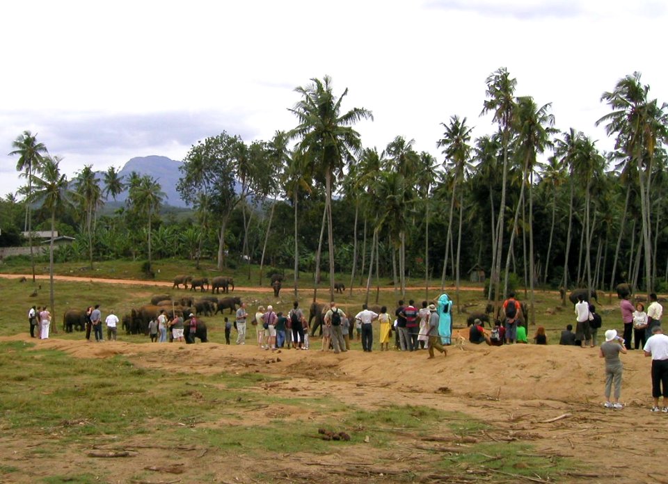 More Pinnawela Pics, Sri Lanka 06/06